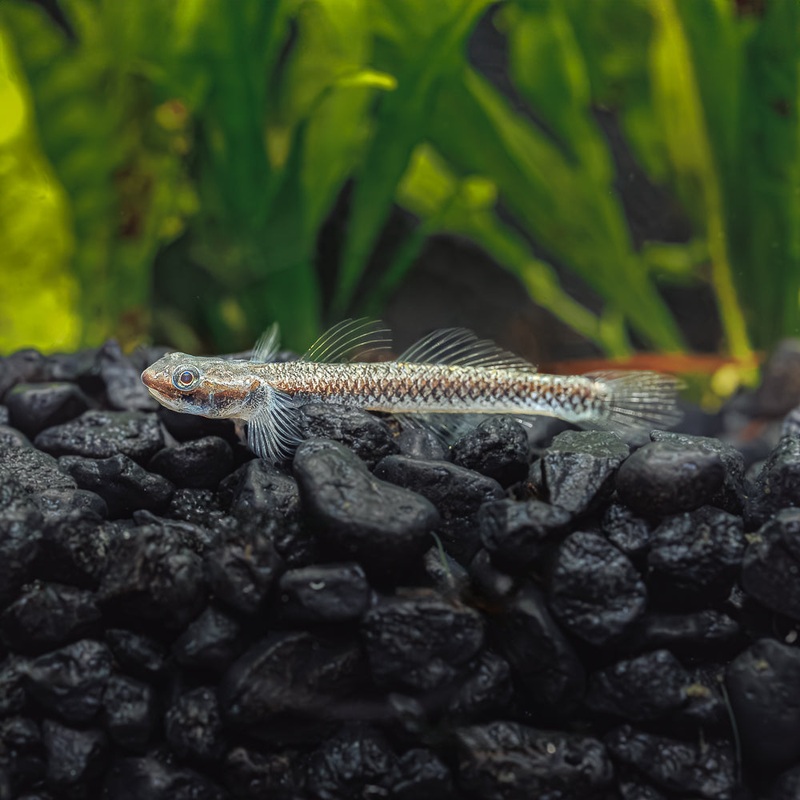 Cobalt Blue Dwarf Goby | Stiphodon semoni