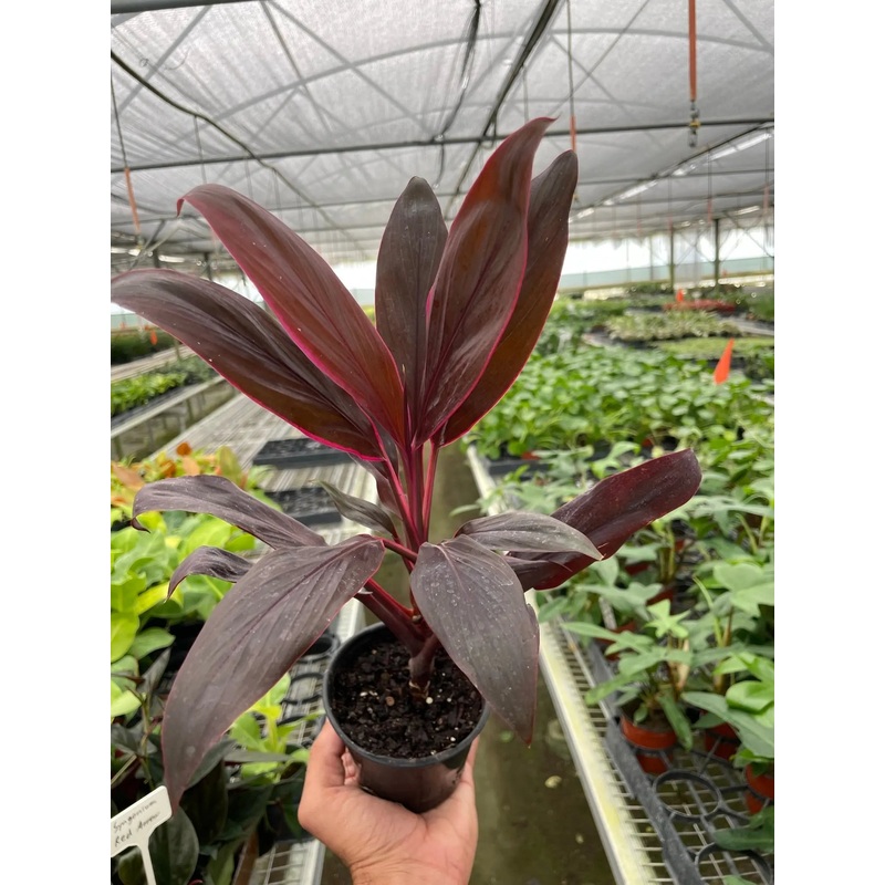 Cordyline ‘Calypso Queen’|4″|Nursery Pot