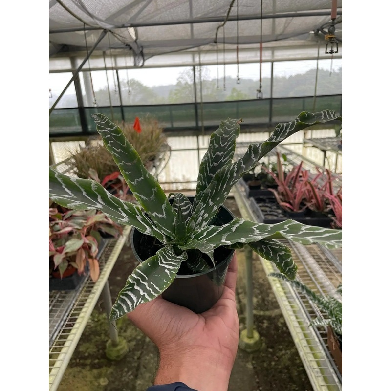 Cryptanthus ‘Betty’|4″|Nursery Pot