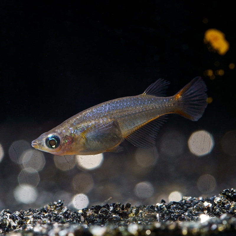 Daisy’s Blue Rice Killifish | Oryzias Woworae