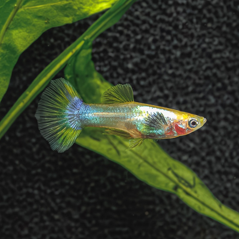 Dumbo Ear Pingu Guppy | Poecilia Reticulatus