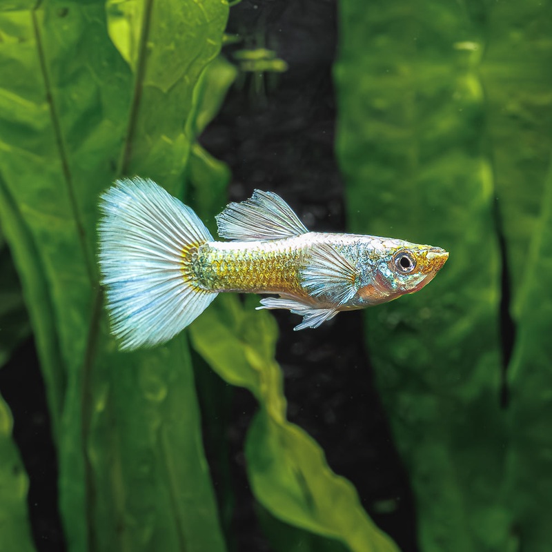 Dumbo Ear Platinum White Guppy | Poecilia Reticulatus