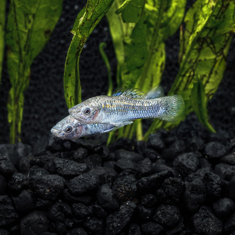 Dwarf Molly|Imported|Male|Female|Pair (M/F)