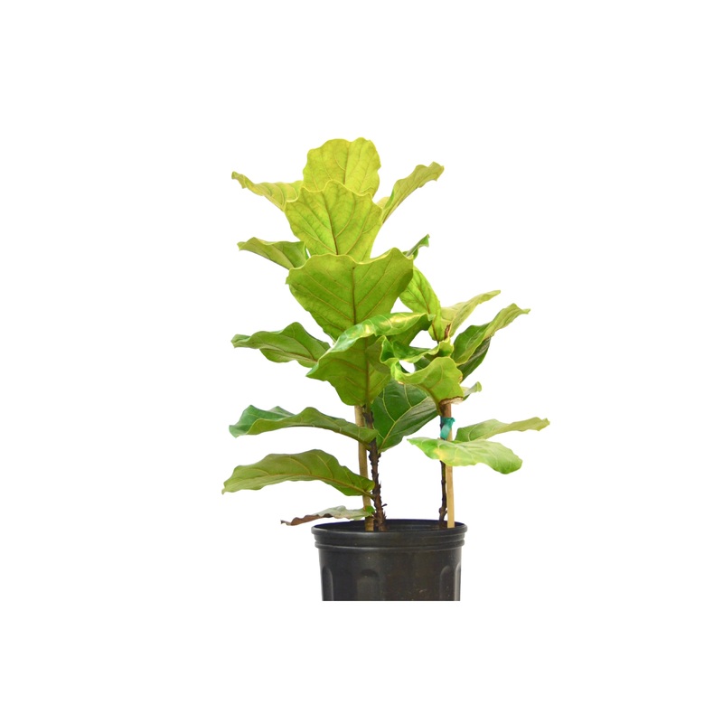 Ficus Lyrata ‘Fiddle Leaf Fig’ – In 10 Pot