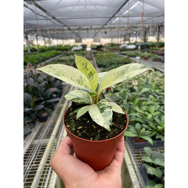 Ficus ‘shivereana’ (Moonshine)