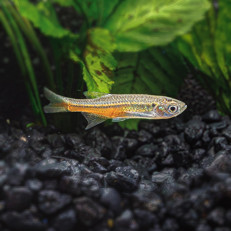 Fireline Danio | Devario Sondhii