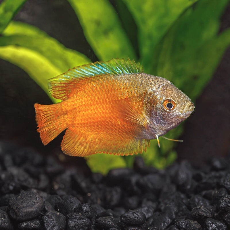 Flame Dwarf Gourami | Trichogaster lalius