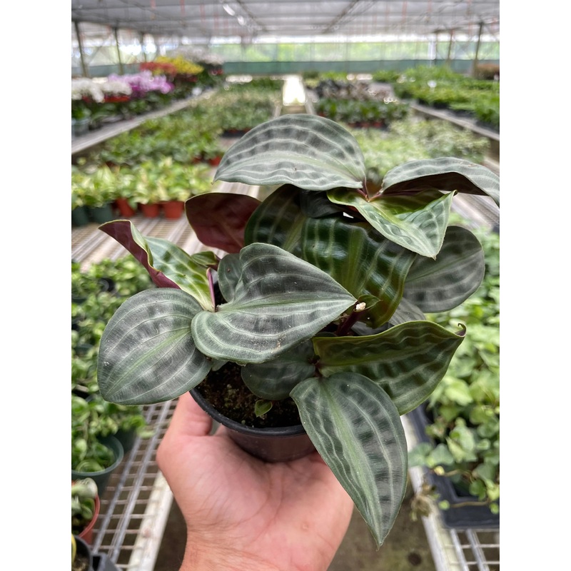 Geogenanthus ‘Seersucker’|4″|Nursery Pot