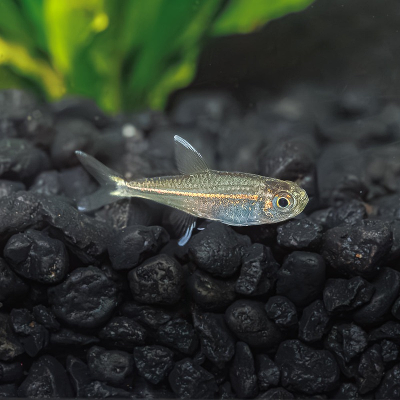 Gold Tetra | Hemigrammus Rodwayi