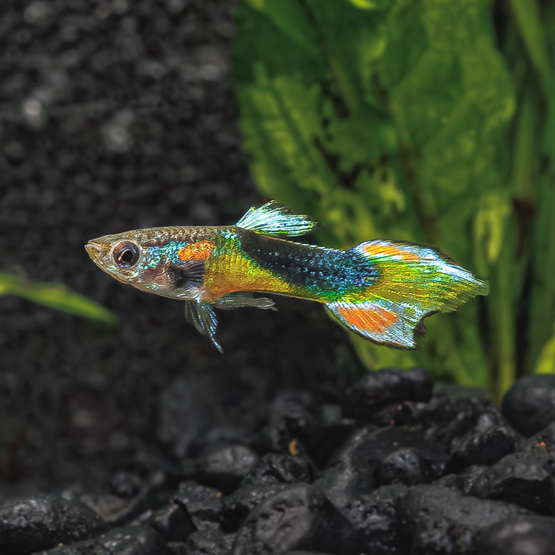 Golden Blue Endler|Imported|Male|Female|Pair (M/F)