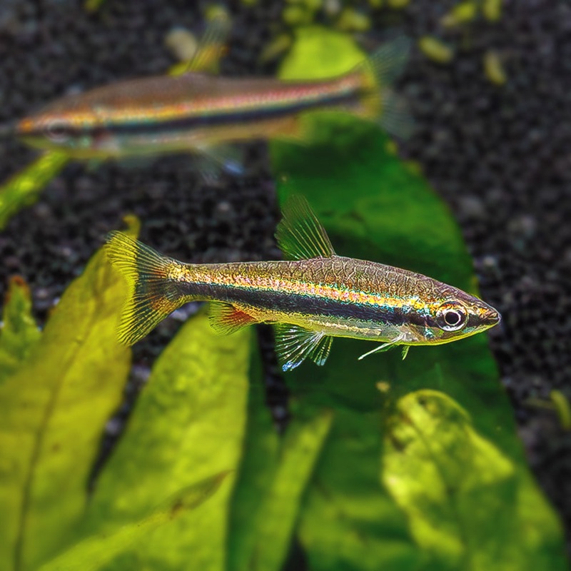 Golden Pencilfish | Nannostomus beckfordi