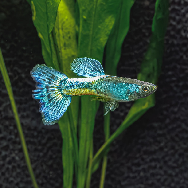Green Mosaic Guppy | Poecilia Reticulatus