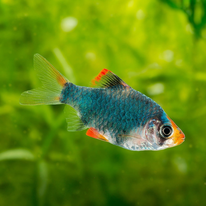 Green Tiger Barb|Imported|1 Fish