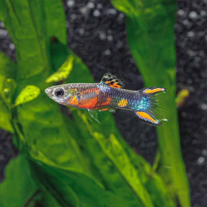 Half Black Endler|Imported|Male|Female|Pair (M/F)