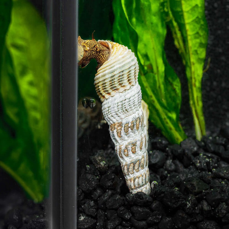 Himalayan Rabbit Snail|Imported|1 Snail