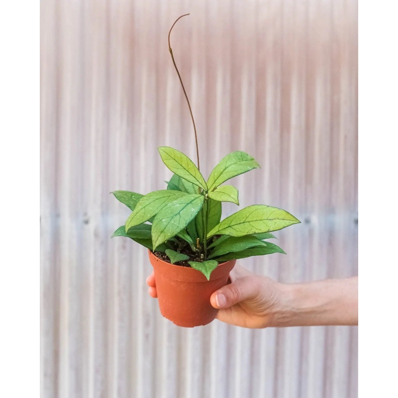 Hoya ‘Crassipetiolata’|4″|6″|Nursery Pot