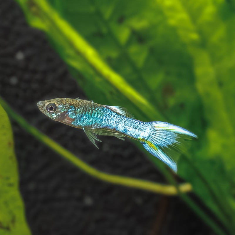 Japan Blue Lyretail Endler|Imported|Male|Female|Pair (M/F)