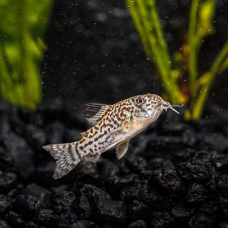 Julii Cory | Corydoras Julii|Imported|1 Fish