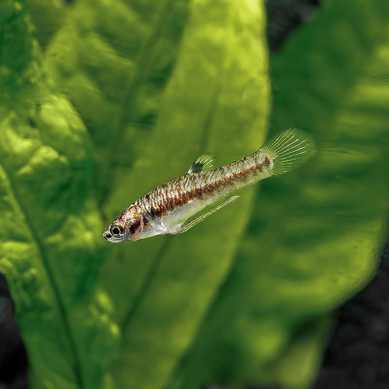 Least Killifish | Heterandria formosa g.br.