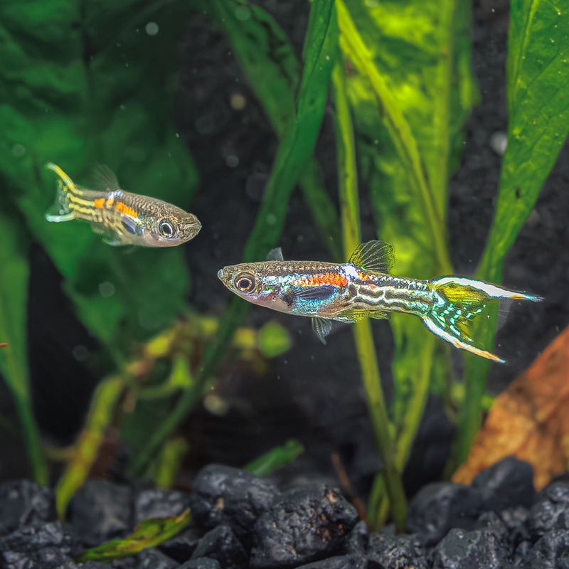 Leopard Endlers|Imported|Male|Female|Pair (M/F)