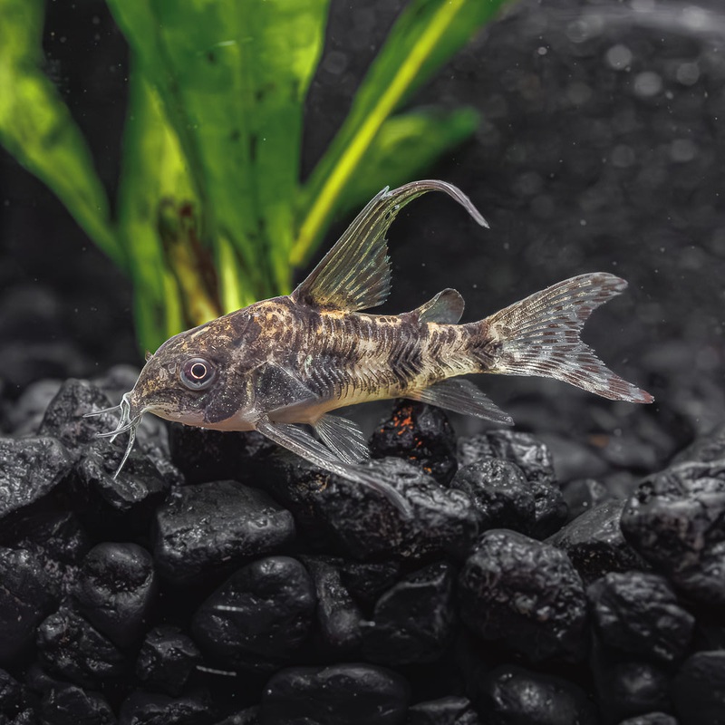 Longfin Peppered Cory | Corydoras Paleatus
