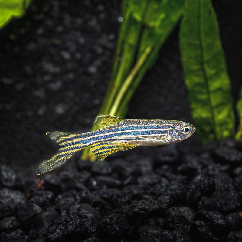 Longfin Zebra Danio | Brachydanio Rerio