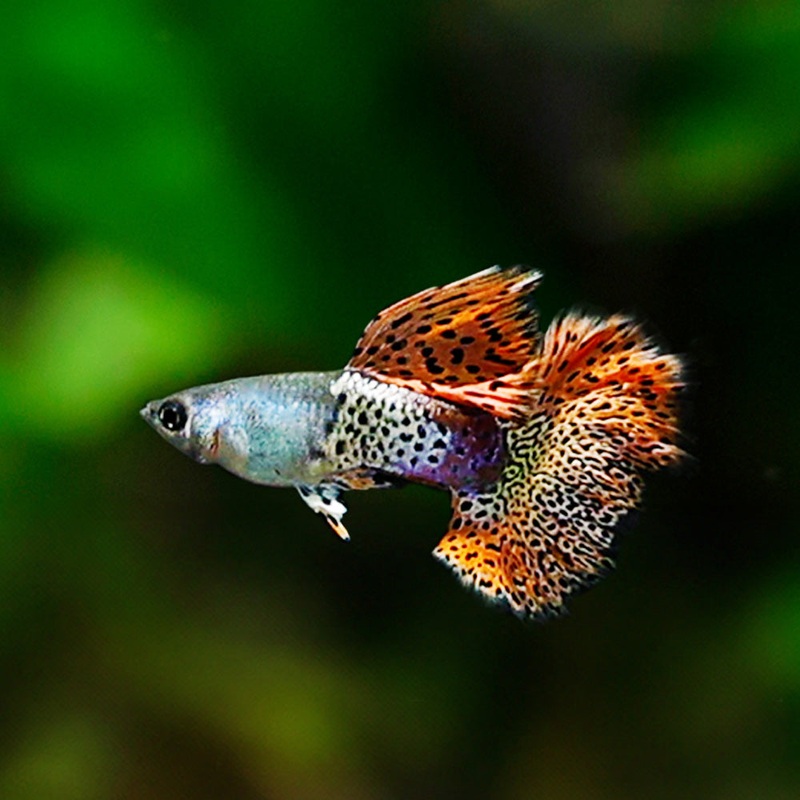 Metal Red Snakeskin Rosetail Guppy | Poecilia Reticulata