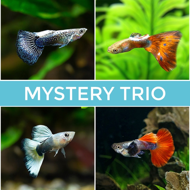 Mystery Guppy Trio