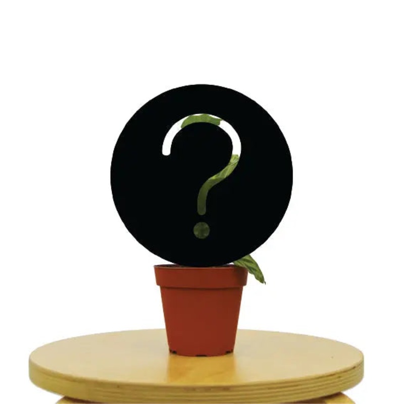 Mystery House Plant A-Grade|4″|6″|Nursery Pot