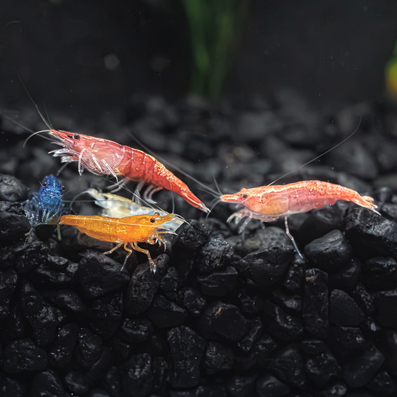 Neocaridina Adoption (Culls)|10 Pack|20 Pack|Imported