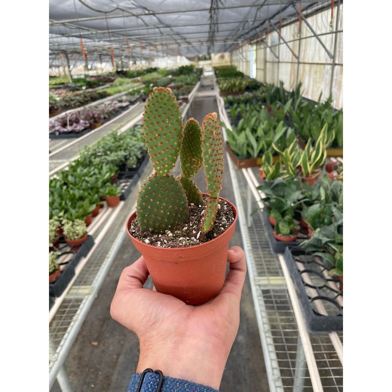 Opuntia ‘Microdasys’ (Bunny Ear Cactus)