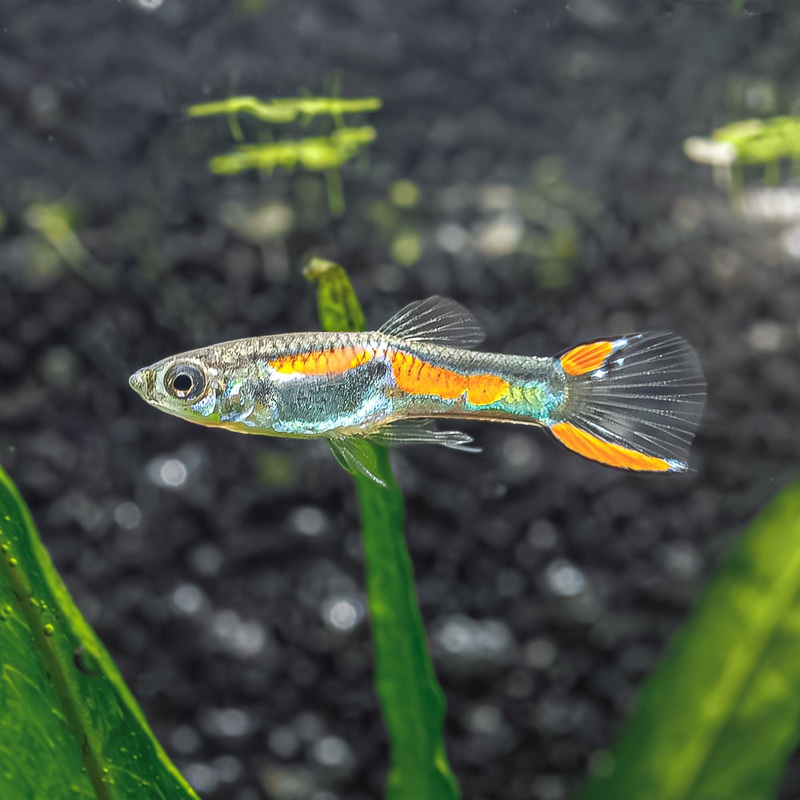 Orange Endler | Poecilia wingei