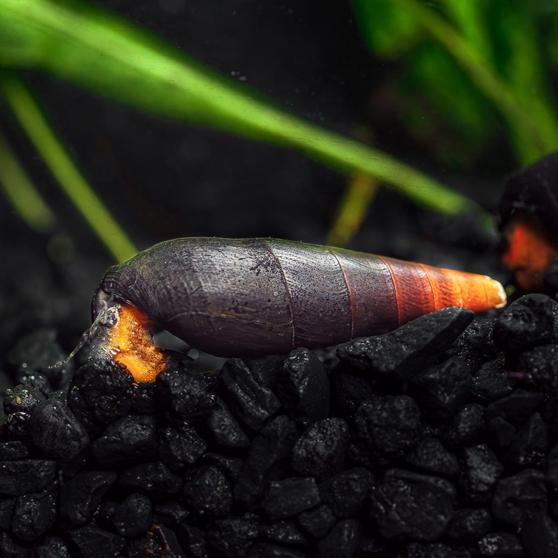 Orange Volcano Rabbit Snails|Imported|1 Snail
