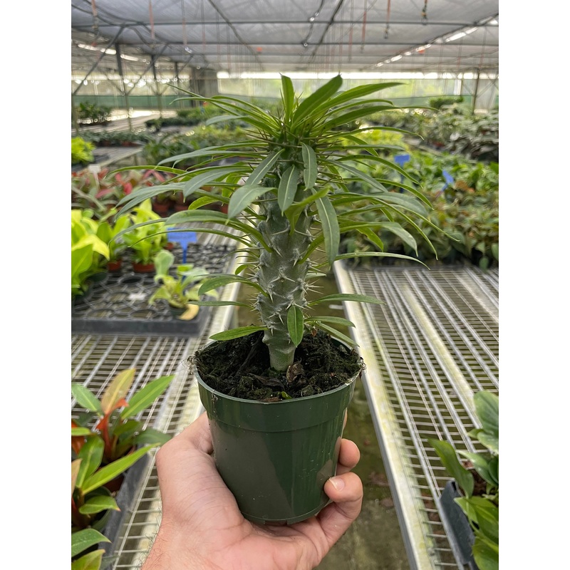 Pachypodium ‘lamerei’ (Madagascar Palm)