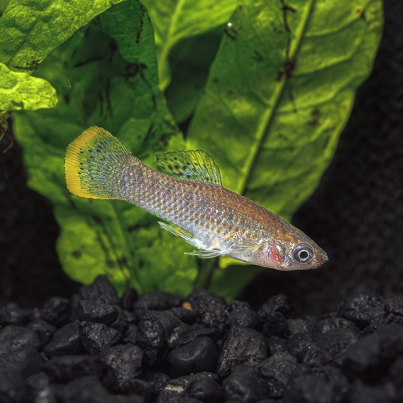 Pacific Molly | Poecilia butleriis