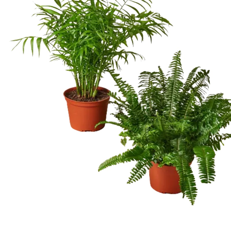 Pet-Friendly Plants Premium Subscription box