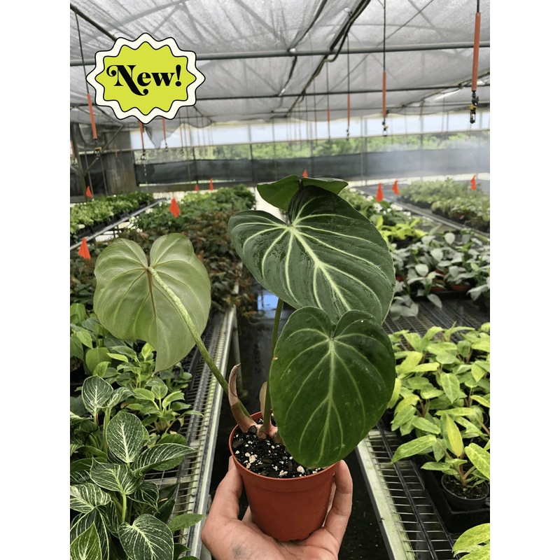 Philodendron Gloriosum ‘Zebra’
