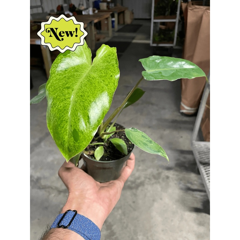 Philodendron ‘Paraiso Verde’