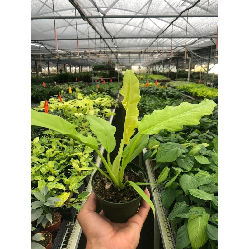 Philodendron ‘Ring of Fire Gold’
