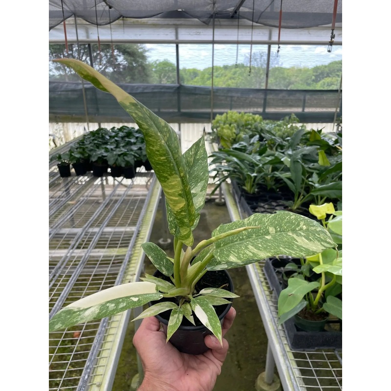Philodendron ‘Variegated Ring of Fire’
