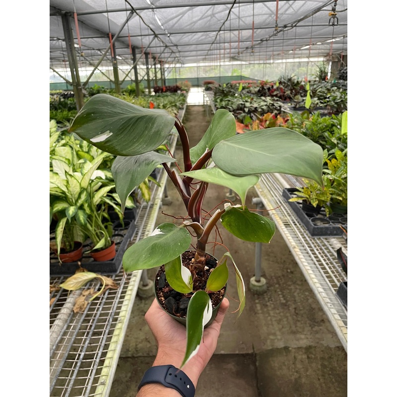 Philodendron ‘White Knight’|4″|6″|Nursery Pot