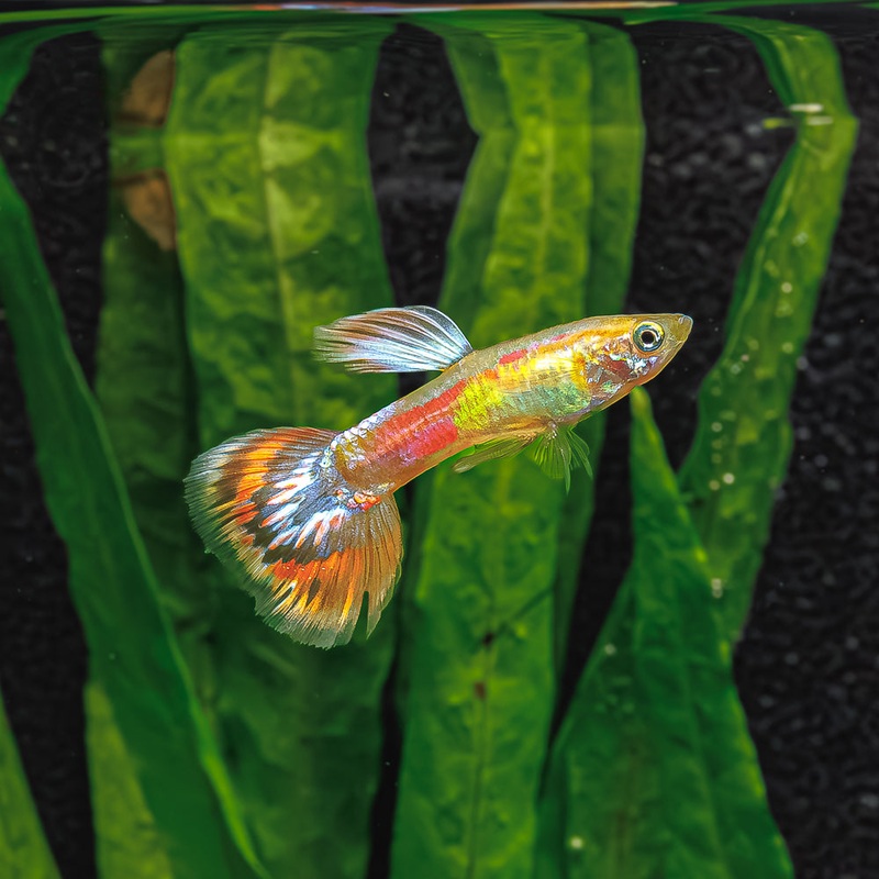 Pigeon Blood Guppy | Poecilia Reticulatus