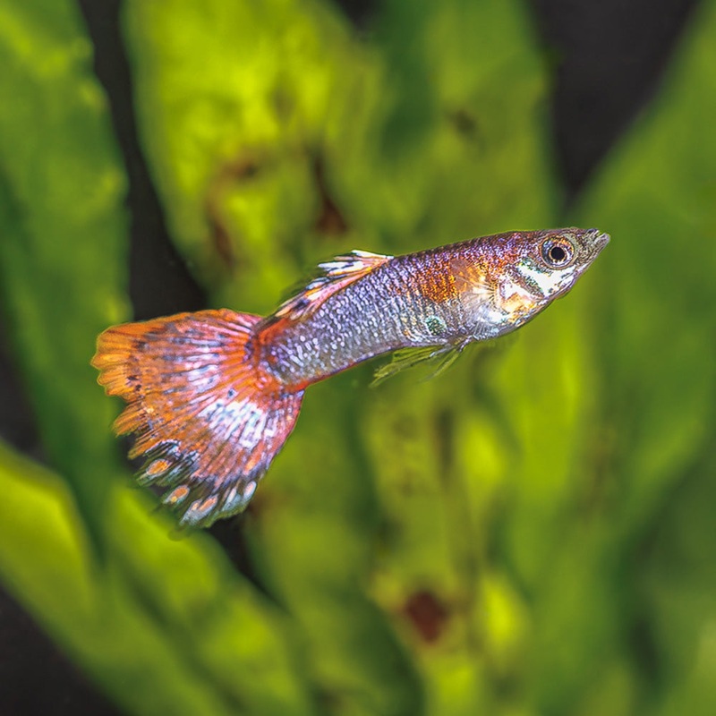 Pink Metallic Guppy | Poecilia Reticulata