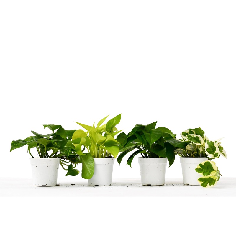 Pothos 4 Pack|4″|4 Pack