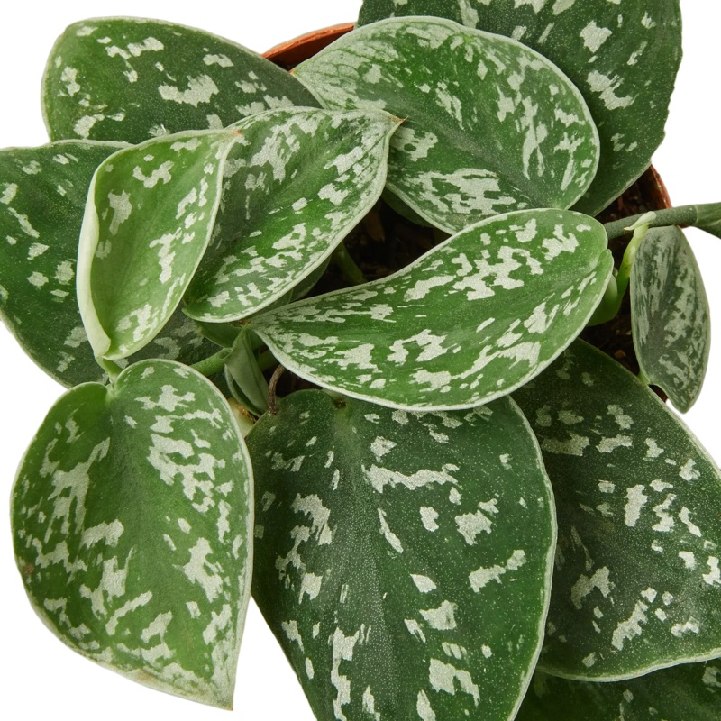 Pothos ‘Satin’ Cuttings (5 Pack)