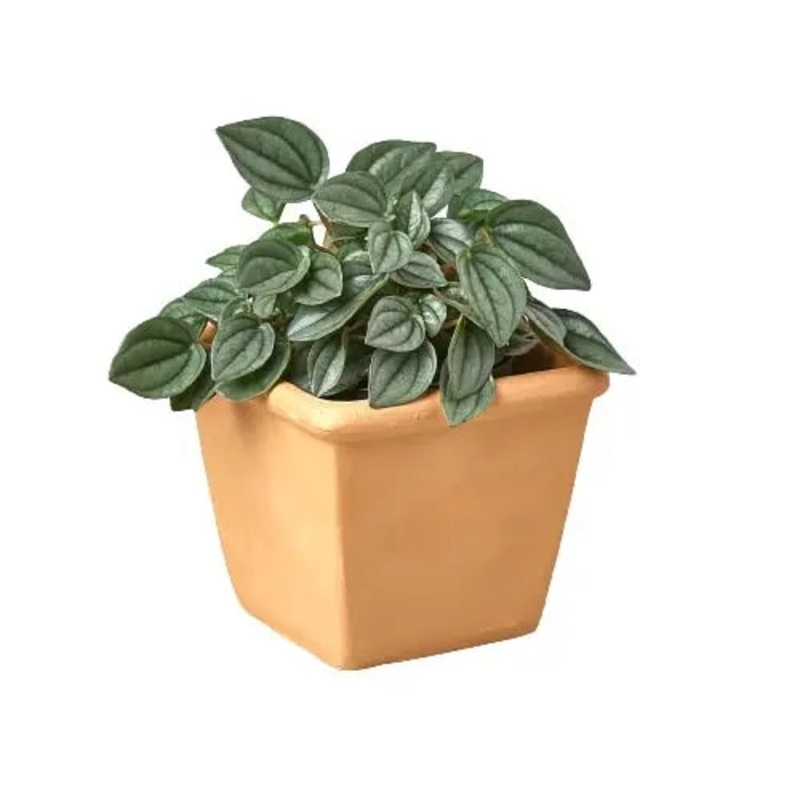 Pre-Potted Subscription Box|4″|Terra Cotta Square