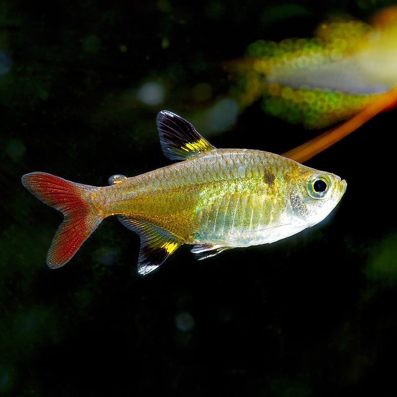 Pristella Tetra (X-Ray) | Pristella maxillaris