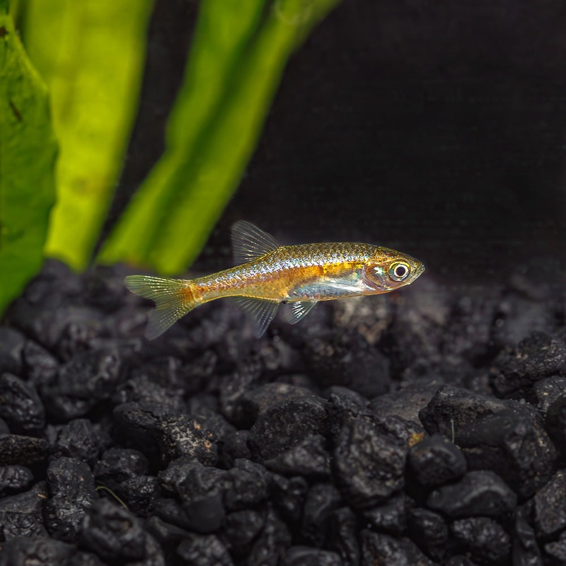 Red Dwarf Rasbora | Microrasbora rubescens