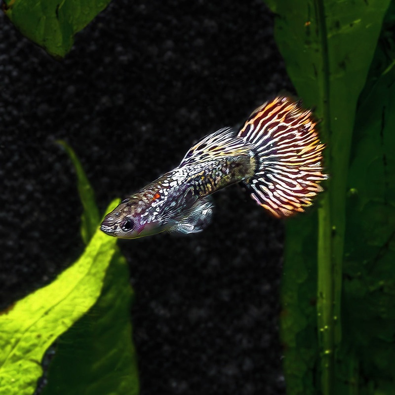 Red Metal Dragon Guppy|Imported|Flip Bred|Male|Female|Pair (M/F)|Juvie