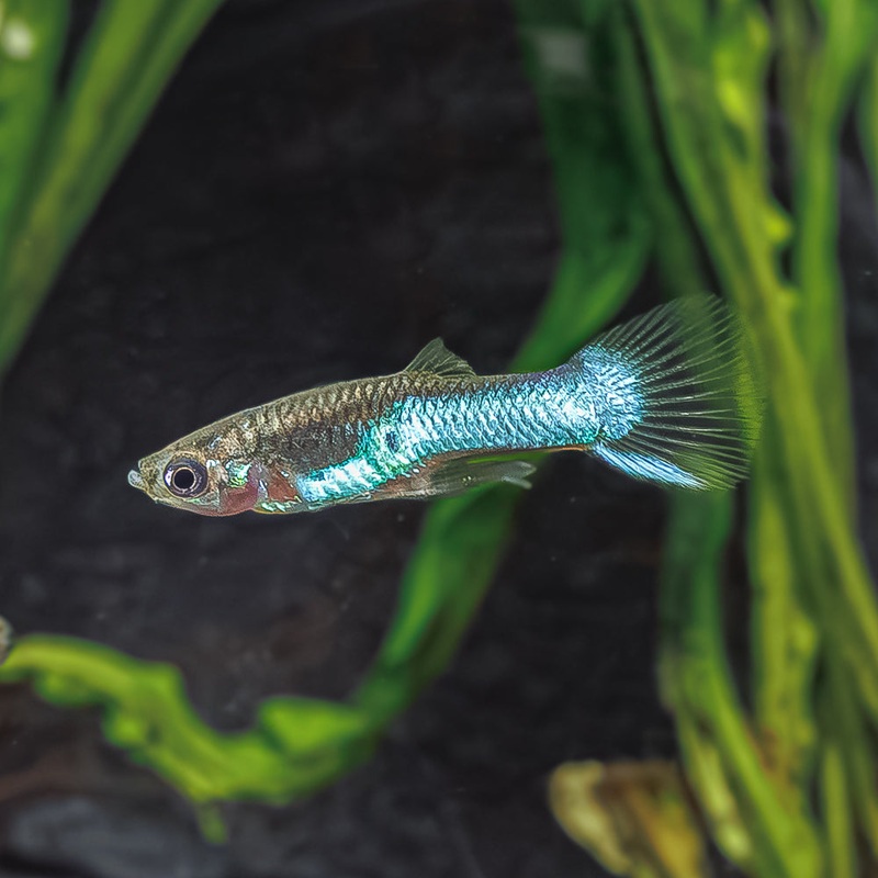 Royal Blue Endler|Imported|Male|Female|Pair (M/F)
